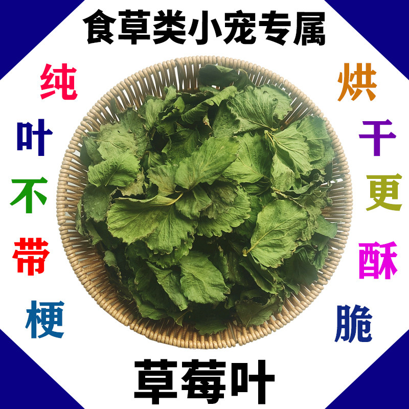 农家草莓叶烘干 纯叶无梗兔子龙猫荷兰猪保健牧草食用草100g包邮