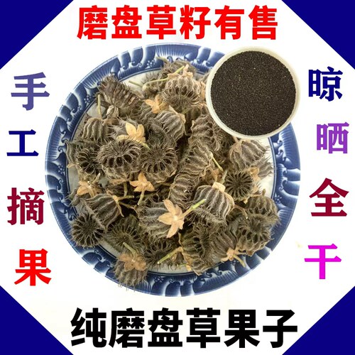 野生磨盘草果子磨盘草籽磨盘果响耳草果耳响草果籽干纯籽100g包邮