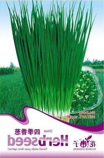 Vegetable seeds four seasons onion seeds balcony bonsai the