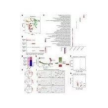 生信分析转录组学蛋白组学实验设计网络药理学