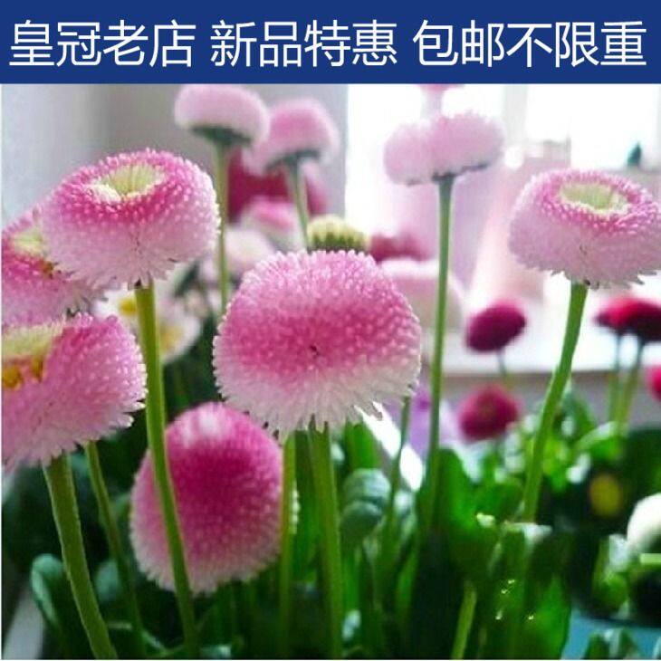 小雏菊草莓雪糕进口花卉抗寒 香草盆栽菊花驱蚊四季夏季