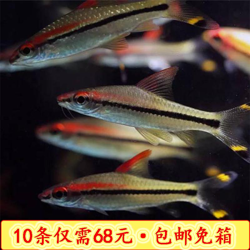 一眉道人一眉道活体淡水鱼套餐