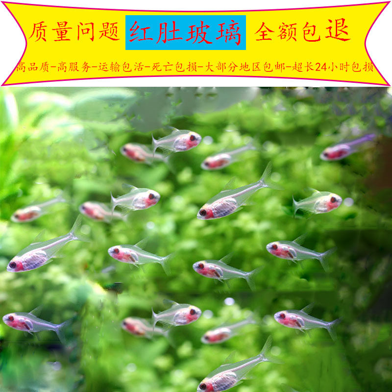 红肚玻璃鱼白肚红肚皮玻璃透明鱼热带小型灯科鱼混养鱼草缸淡水鱼