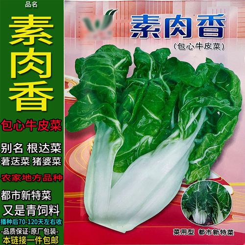 素肉香包心牛皮菜10g莙荙菜蔬菜种子孑籽厚皮根达菜光猪乸婆麻菜