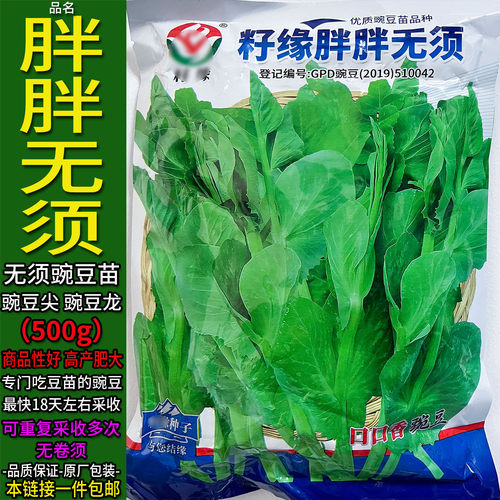 胖胖无须500g粗胖豌豆尖苗龙种子
