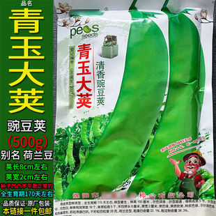 青玉大荚500g别名荷兰豆豌豆荚种子孑籽青豌豆米麦寒雪甜豆毕麻累
