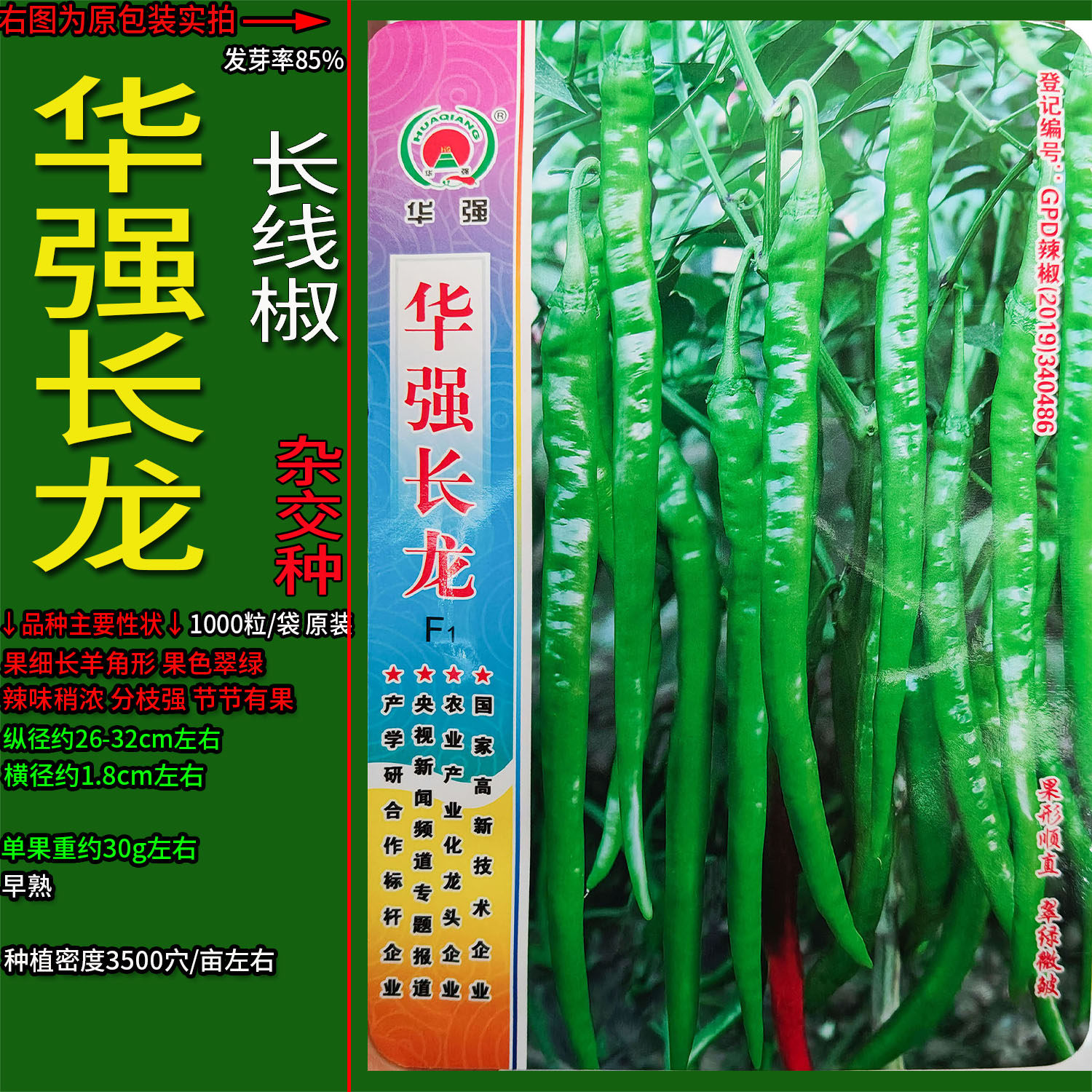 长龙二金条长线椒辣种子杂交高产