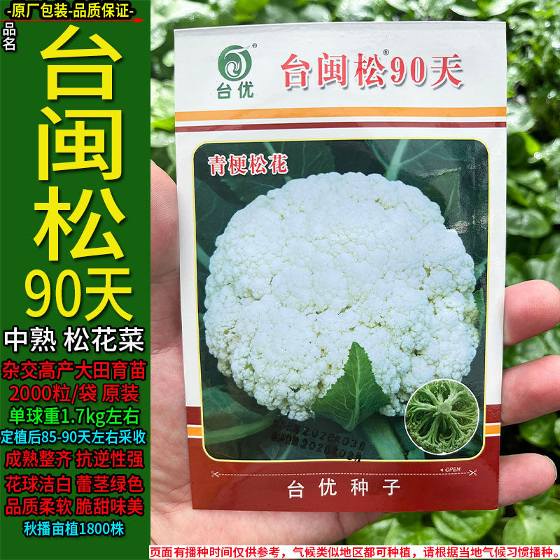 台闽松90天松花菜种子高产杂交