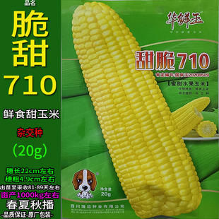 甜脆710-20g黄甜玉米杂粮种子孑籽高产别名包谷包芦玉茭苞米棒子