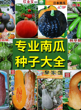 南瓜蜜本黄狼串铃小西葫贝贝种子