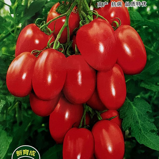 洋辣椒盆栽 红贵妃红圣女果水果樱桃小番茄西红柿种子孑籽春夏秋季