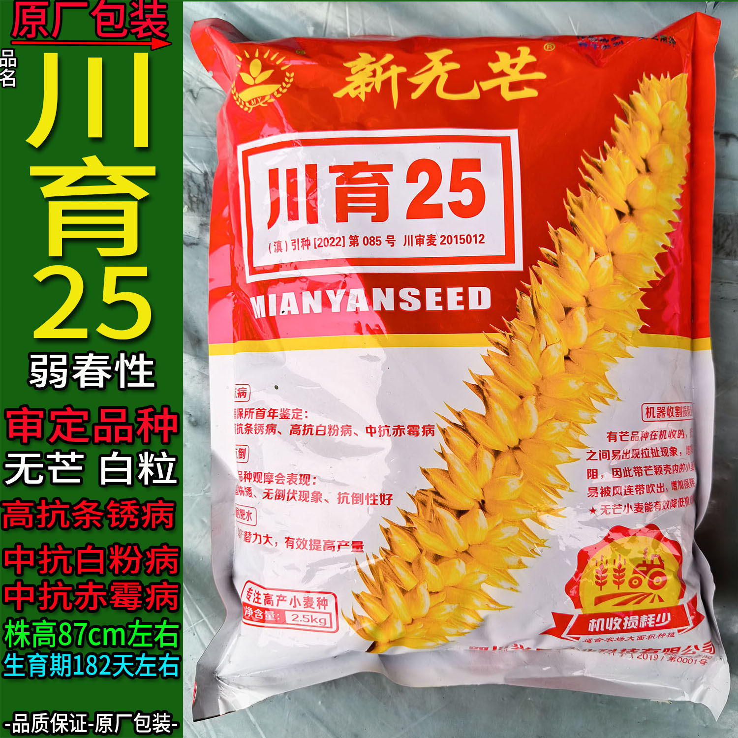 川育25新无芒【2.5kg】袋装原装小麦子种子白色颗粒大田用种绵阳
