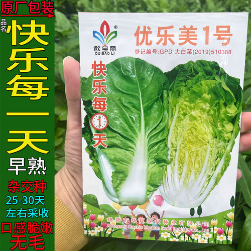 四季速生优快菜小白菜蔬菜种子