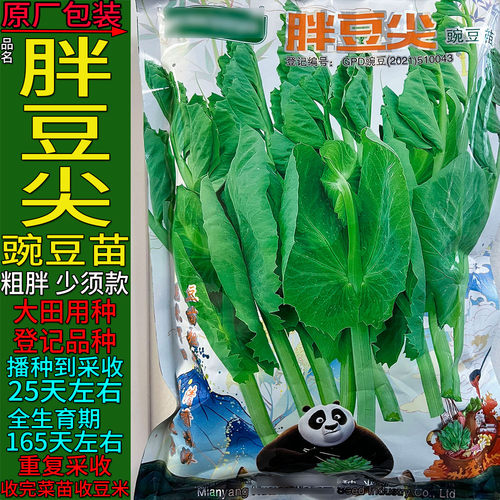 胖豆尖500g豌豆尖蔬菜种子孑少须