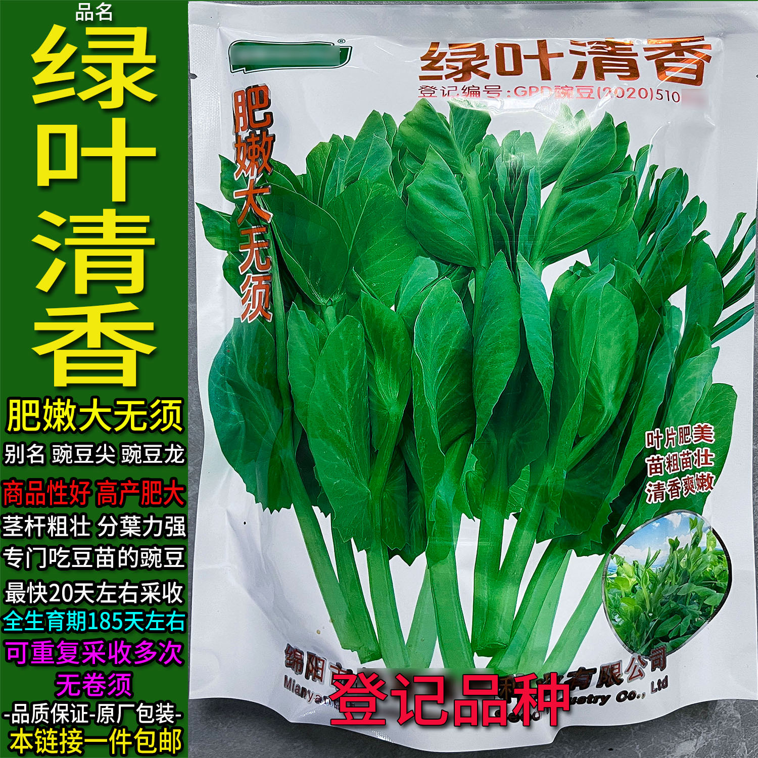 四川绿叶清香肥嫩大无须豌豆尖种