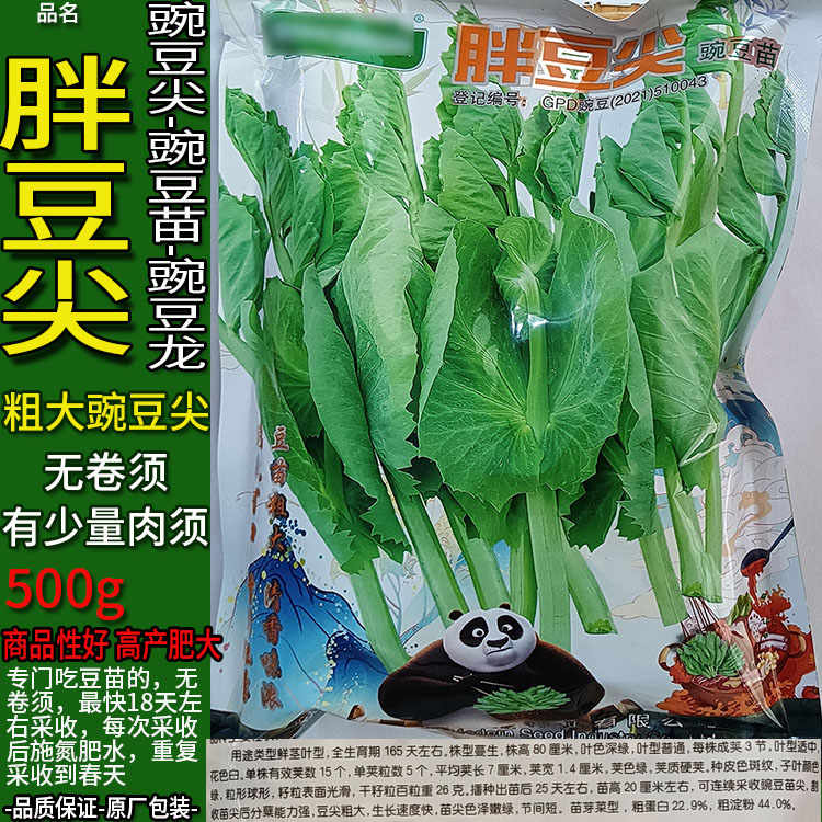 胖豆尖500g粗胖豌豆苗尖四季蔬菜种子孑籽别名龙须苗菜荷兰豆苗阳