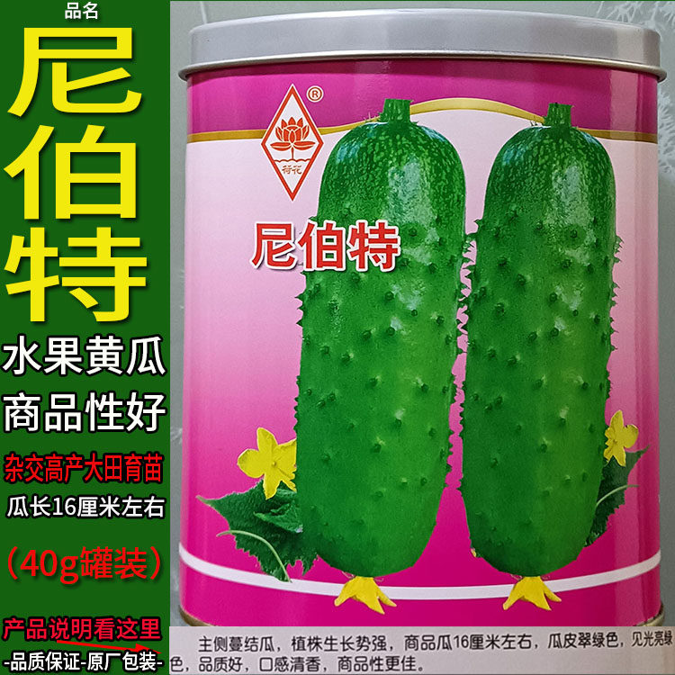 尼伯特水果黄瓜种子籽高产香甜脆