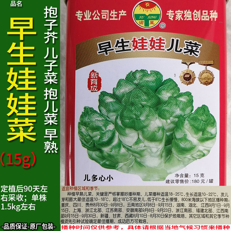 早生娃娃儿菜15g罐高产超生背儿抱儿娃娃母子南充菜种子孑籽大田
