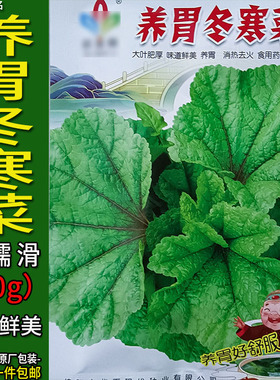 养胃冬寒菜10g葵菜菜种子孑籽薪菜冬寒（苋）皱叶锦葵蔬菜庭院盆