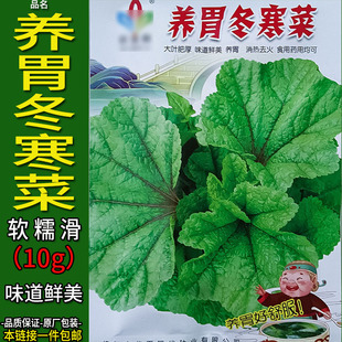 养胃冬寒菜10g葵菜菜种子孑籽薪菜冬寒（苋）皱叶锦葵蔬菜庭院盆
