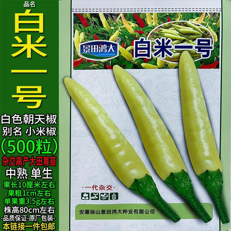 白米一号白色小米椒朝天椒种子籽