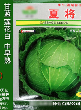将军10g耐热甘蓝莲花白种子仔苗
