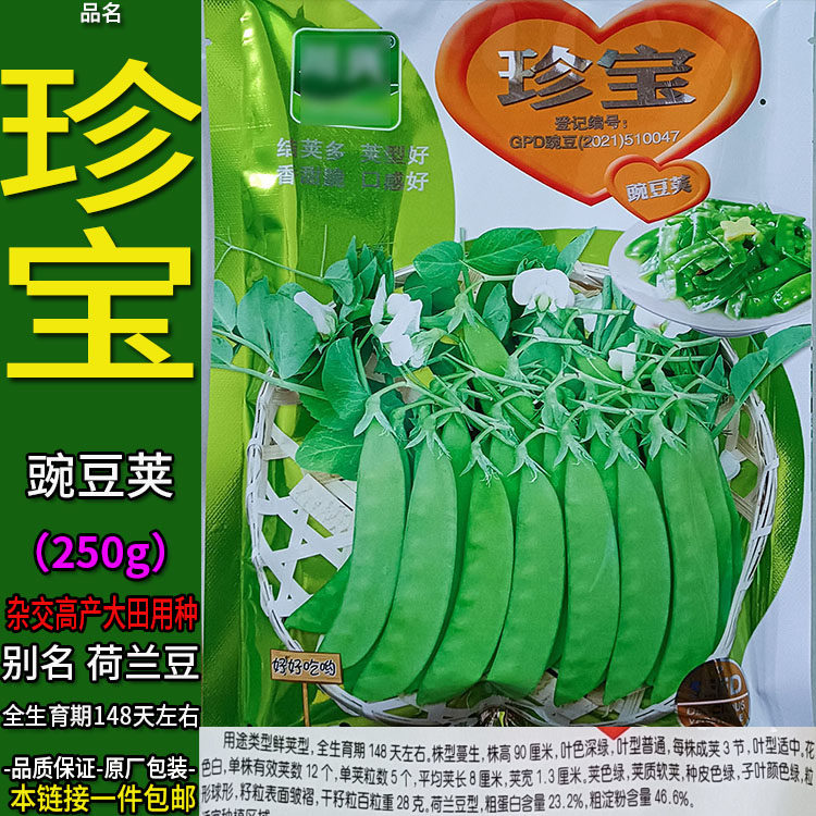 珍宝250g豌豆荚别名荷兰豆种子孑籽青豌豆米麦寒雪甜豆毕麻累回鹘
