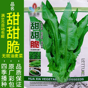 甜甜脆油麦菜莜麦甜菜四季 播种种子脆甜阳台地上庭院盆栽种籽仔孑