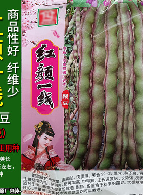 红颜一线100g紫色无筋四季豆蔬菜种子孑籽架豆芸豆刀豆芸扁豆菜豆