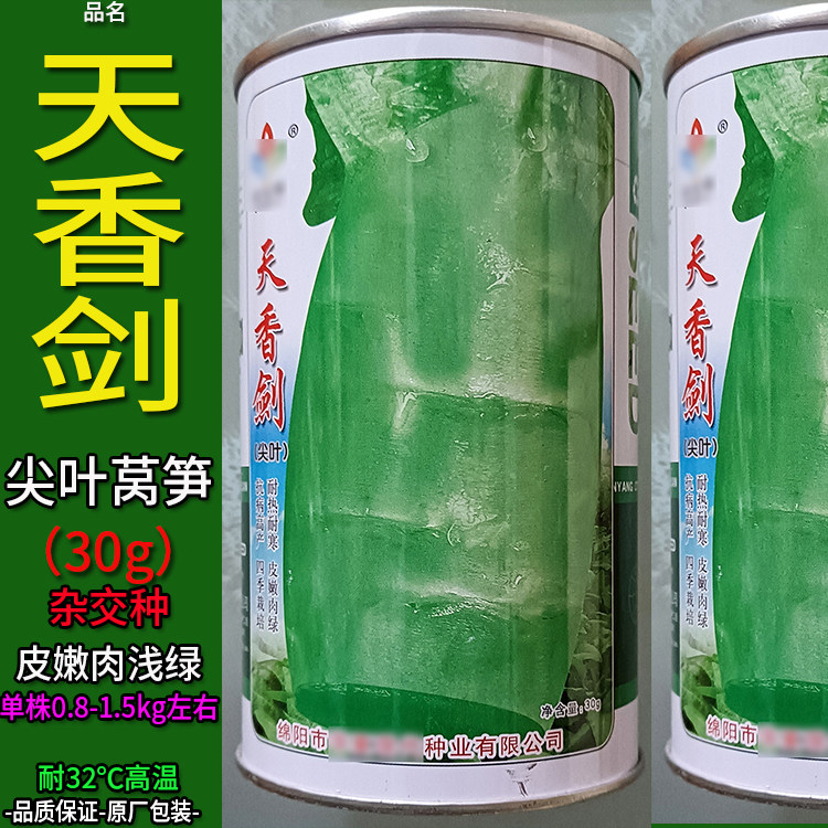 天香剑30g耐热莴笋种子杂交高产