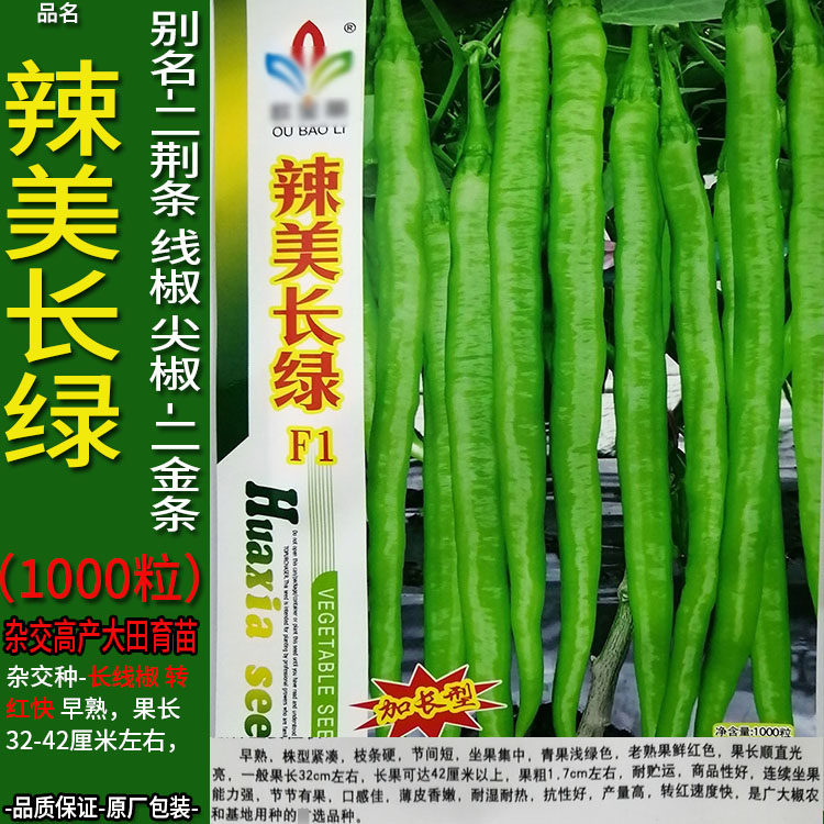 辣美长绿1000粒长蔬菜种子孑籽辣