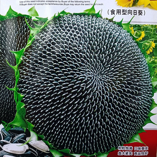 香飘飘食葵20g大瓜子种子孑籽