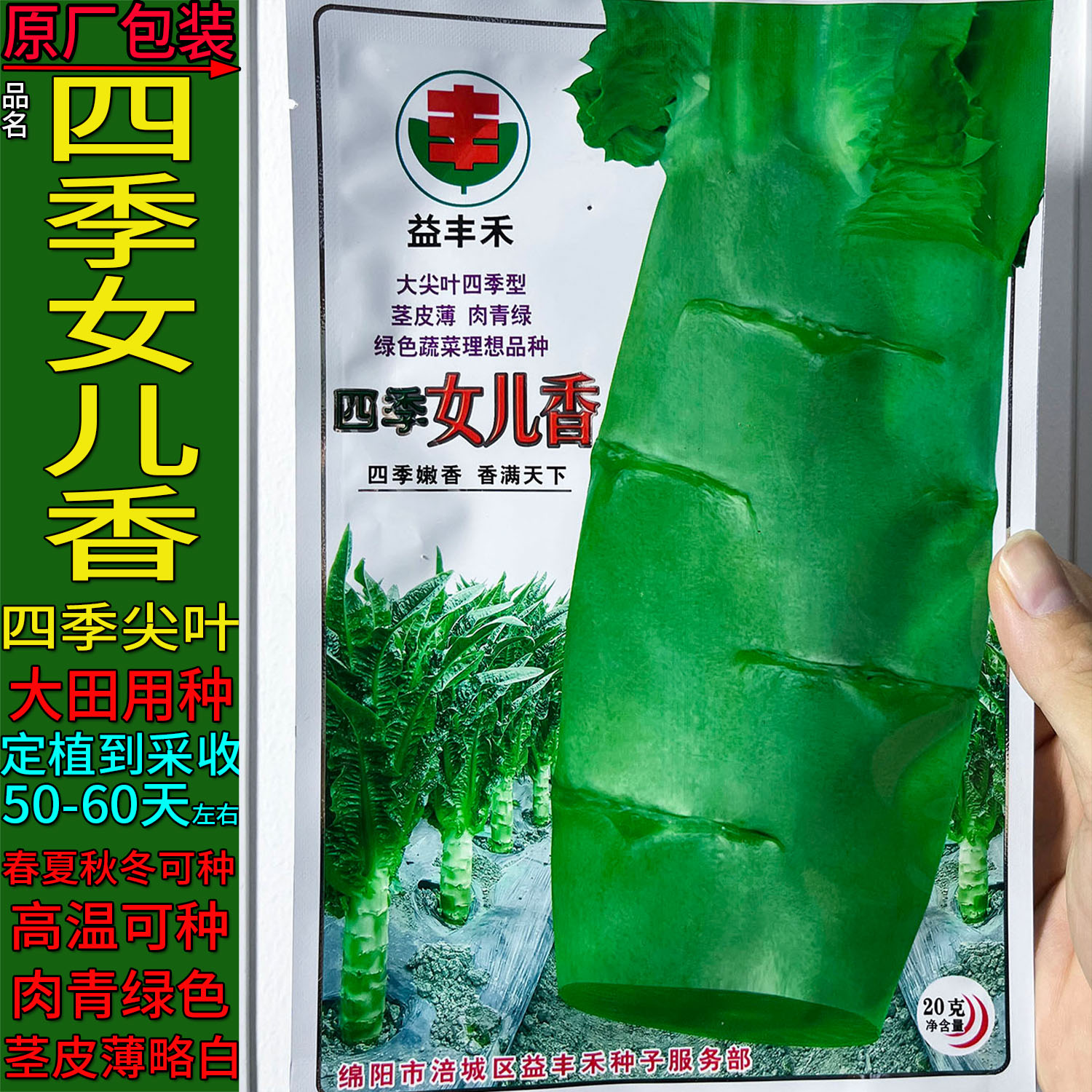 耐热莴笋四季女儿香蔬菜种子孑籽青皮青肉笋茎用莴苣菜香莴笋莴苣