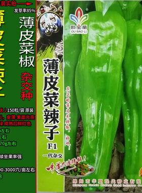 薄皮菜辣子灯笼椒辣椒种子杂交