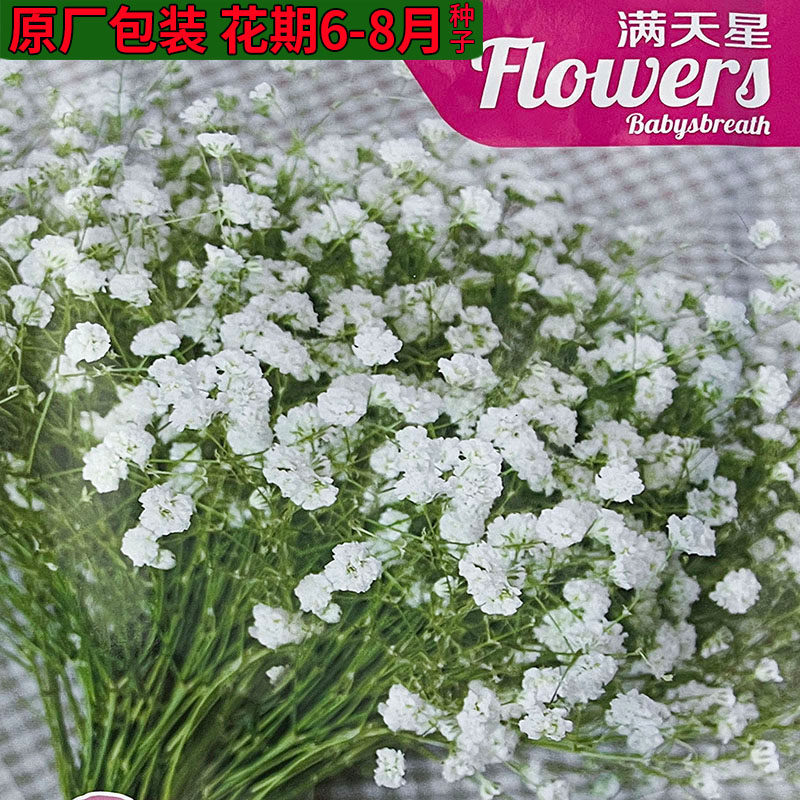 白色满天星花种子观赏花卉籽别名图片