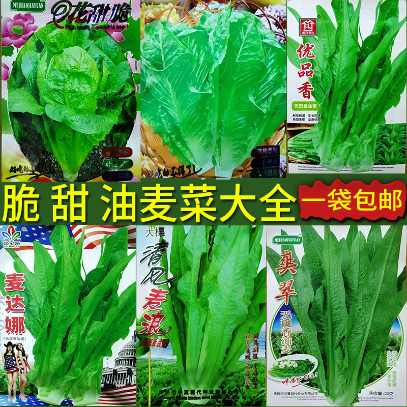 油麦菜大全种子籽仔油麻菜四季播种蔬菜叶菜种阳台盆栽春夏秋冬孑