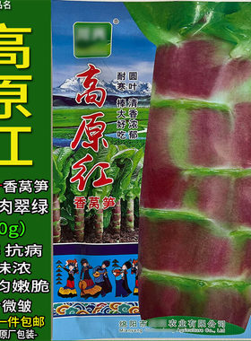 高原红圆叶香莴笋种子孑红皮绿肉