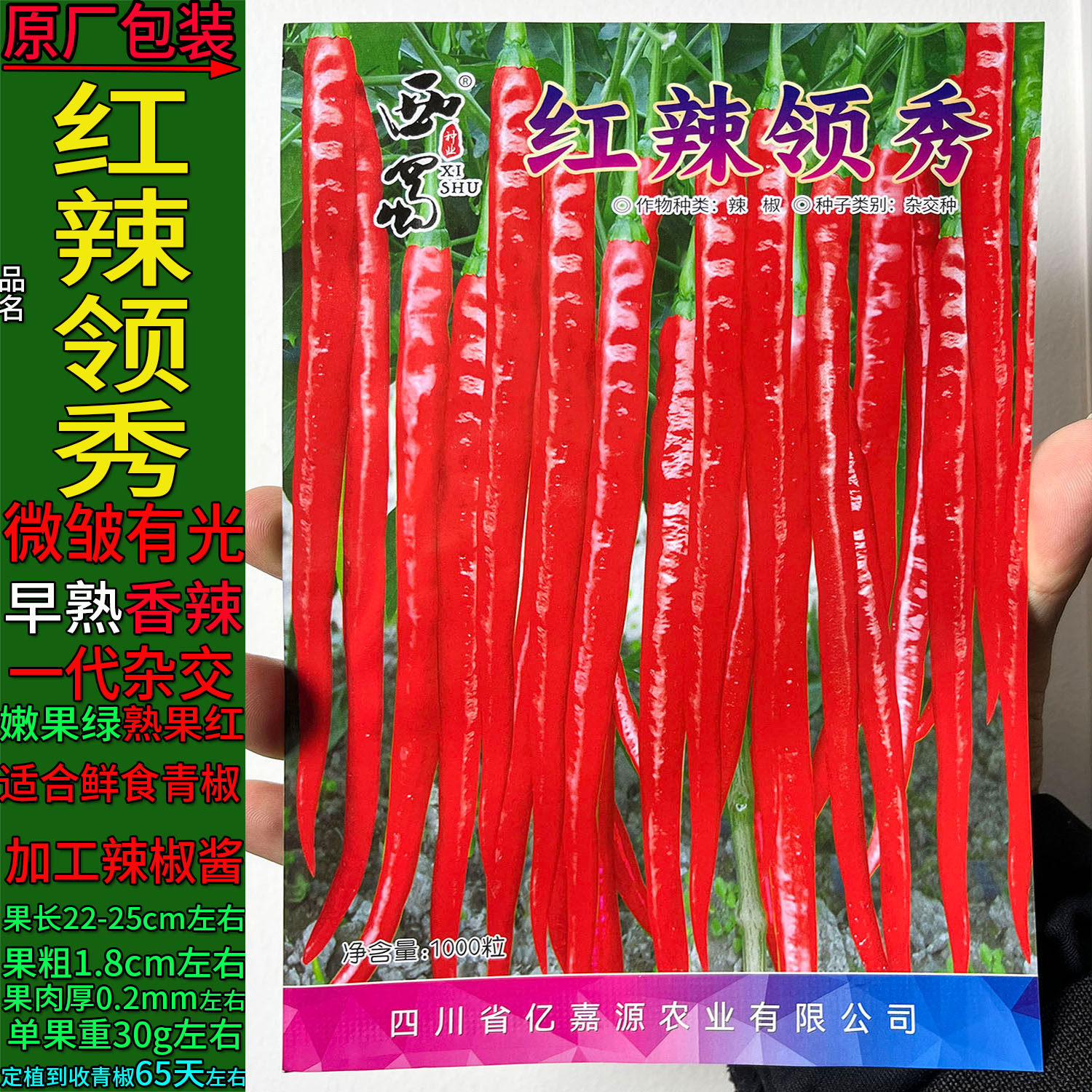 红辣领秀大果薄皮椒辣椒蔬菜种子孑籽杂交青红春夏秋播大海椒辣子