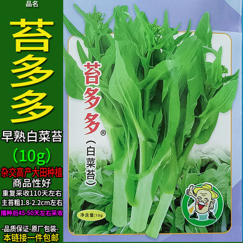 苔多多10g白菜苔种子孑籽菜心芯