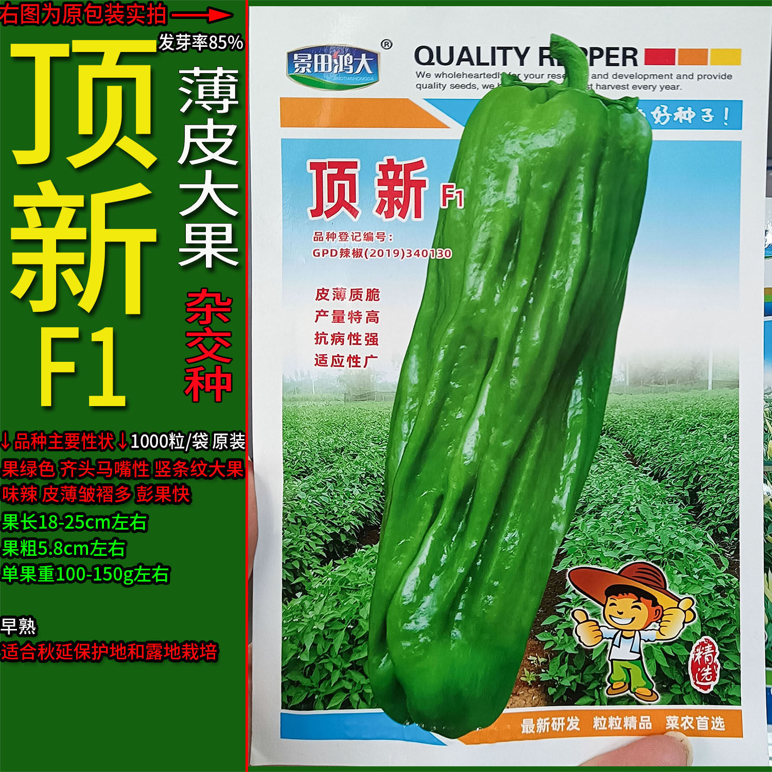 顶新大果薄皮椒辣椒蔬菜种子孑籽