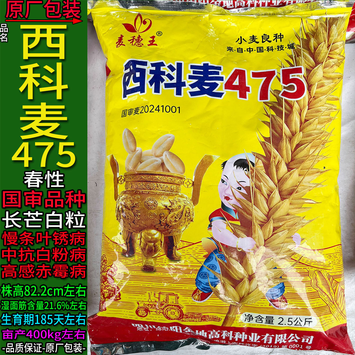 西科麦475【2.5kg】原袋装小麦子种子白色颗粒面粉面条大田用种绵