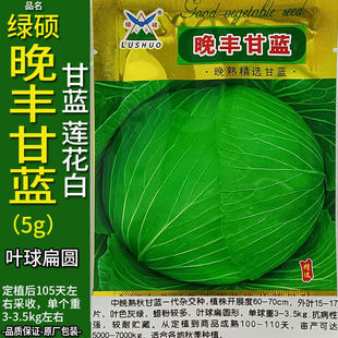 绿硕晚丰甘蓝5g莲花白种子籽仔苗春夏秋播卷心菜洋白高丽包菜椰菜