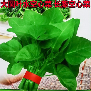 大叶空心菜三叉水蕹菜蓊蓊藤藤菜通菜种子孑籽阳台庭院盆栽春夏田