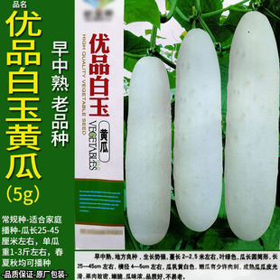 优品白玉5g黄瓜胡刺王勤青唐瓜吊瓜种子孑籽阳台庭院盆栽春季播种