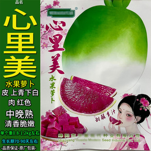 心灵里美青白皮红心水果萝卜长大短高矮红心青皮红心萝卜种籽仔孑
