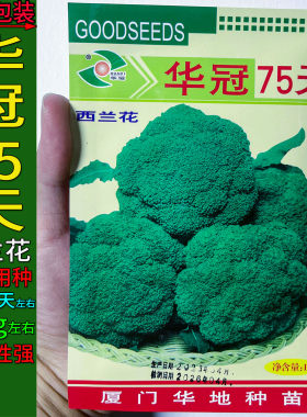 华冠75天10g西兰花青绿花菜种子