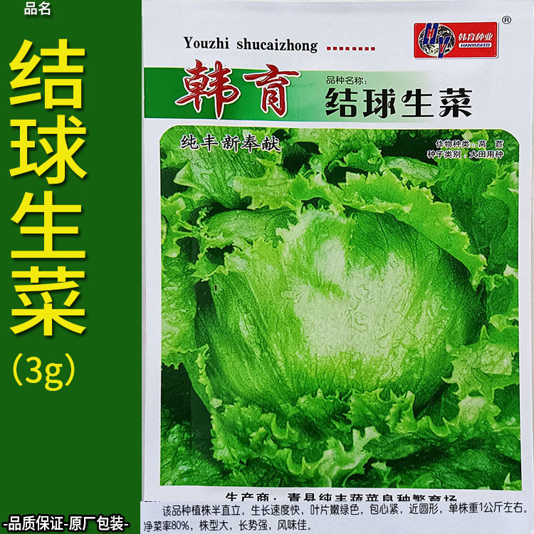 结球生菜3g种子孑籽叶用莴苣的俗称鹅仔菜唛仔菜莴仔菜阳台盆地上