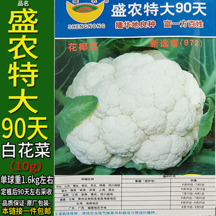 盛农特大90天10g紧白花菜蔬菜种子孑籽别名花椰洋花菜洋花菜大田