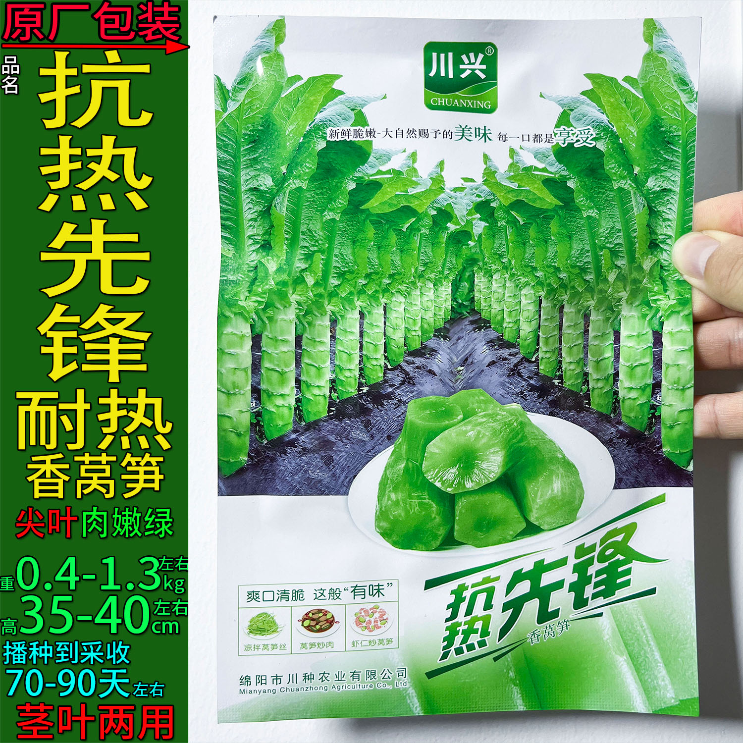 抗热先锋青笋千金菜莴苣孑籽种子
