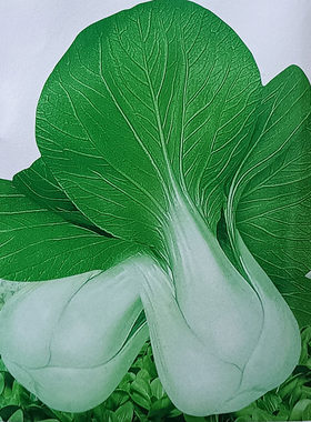 瓢儿白四季蔬菜种子白梗
